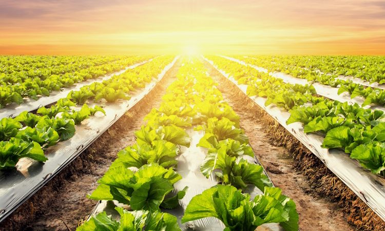  Το πτυχίο του Τμήματος Γεωπονίας του Πανεπιστημίου Πελοποννήσου αναγνωρίζεται ως integrated master