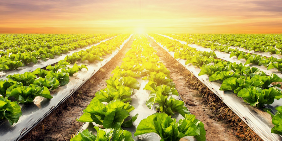 Το πτυχίο του Τμήματος Γεωπονίας του Πανεπιστημίου Πελοποννήσου αναγνωρίζεται ως integrated master